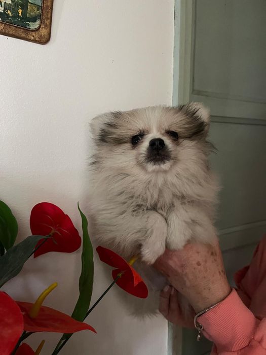 Sptiz  fêmea excelente pequenina