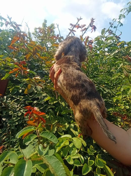 Довгошерстний мерле красень.