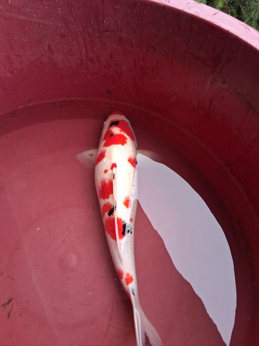 Carpa koi japonesa