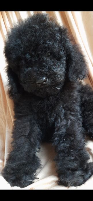 Той-пудель. Клубний хлопчик. З документами.