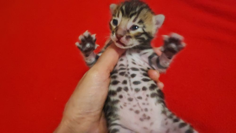 Маленькі тигринята! Бенгали!