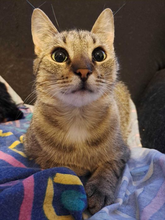 Krepinka, uroczy koci leniuszek szuka super domku