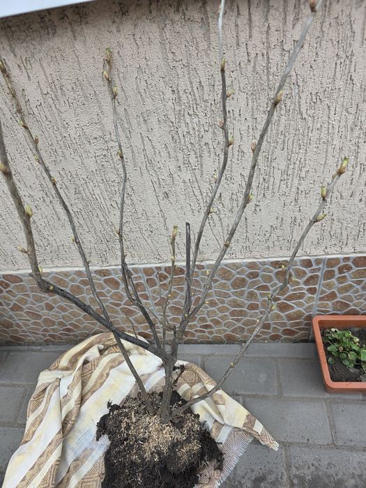 Кущі смородини сорту Чорний Бумер