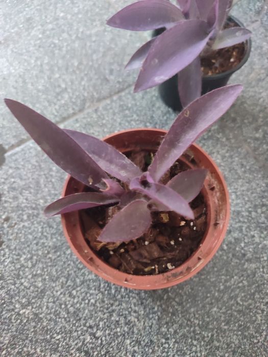 trzykrotka purpurowa