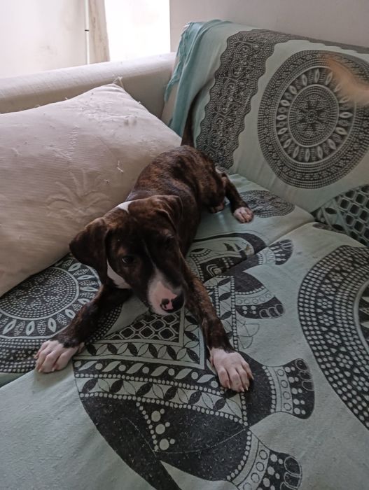 Bull terrier 2 meses (reservado)