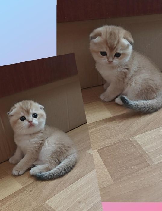Висловухий хлопчик золота шиншила