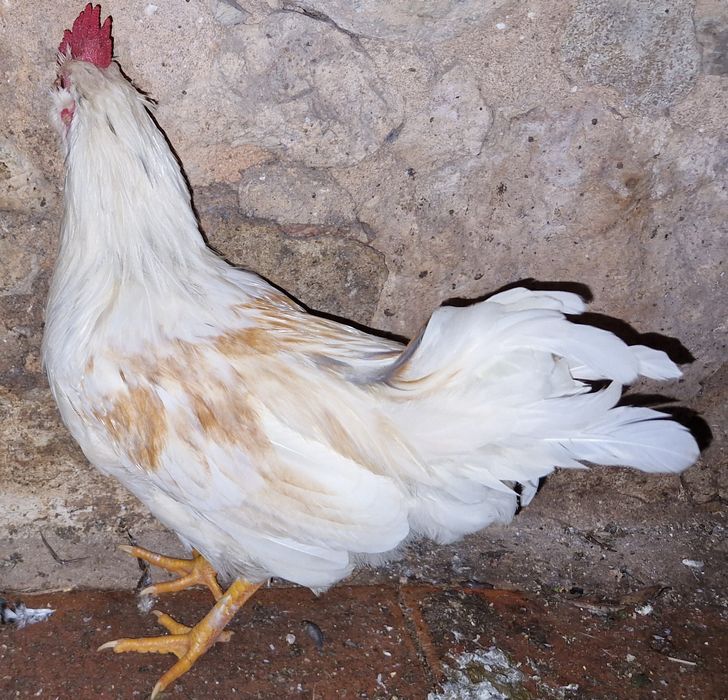 Troco 2 Galos  "Chines" Garnize por frangas ou galinhas por ovos