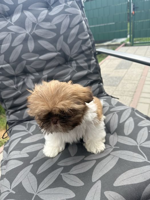 Shih tzu.          .