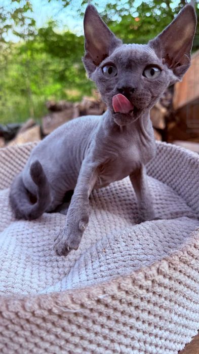 Devon rex koty zwierzęta