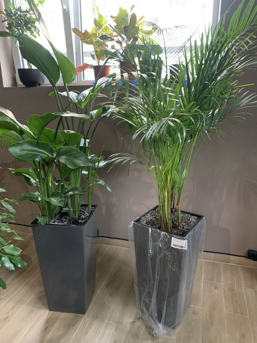 Фікус  ,  Арека. , Стреліція  висота 2 м