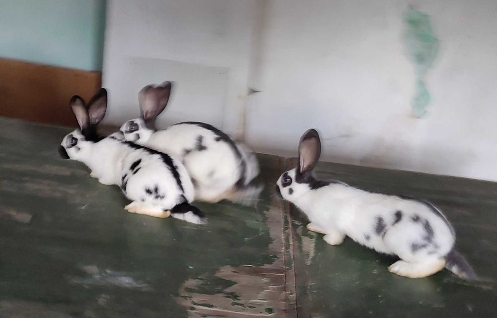 Строкачі кролики