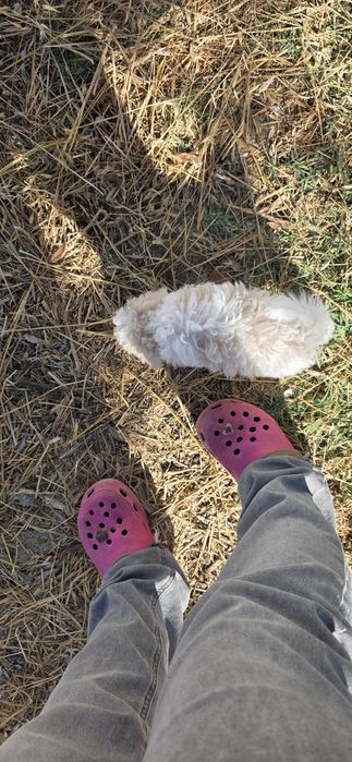Caniche ou Poodle Toy