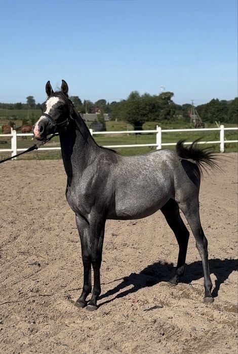 Ogier arabski - Kapitano oo - RFI FARID oo - SHANGHAI EA oo