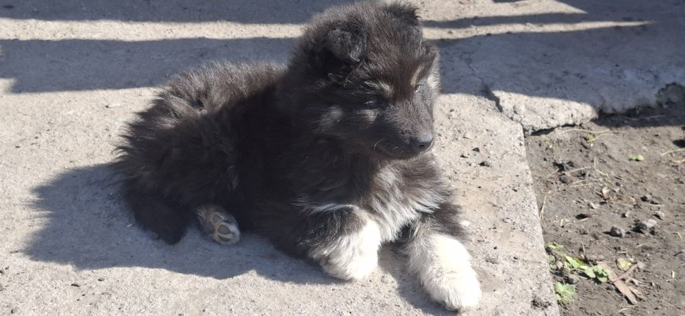Віддам гарнюніх цуценят