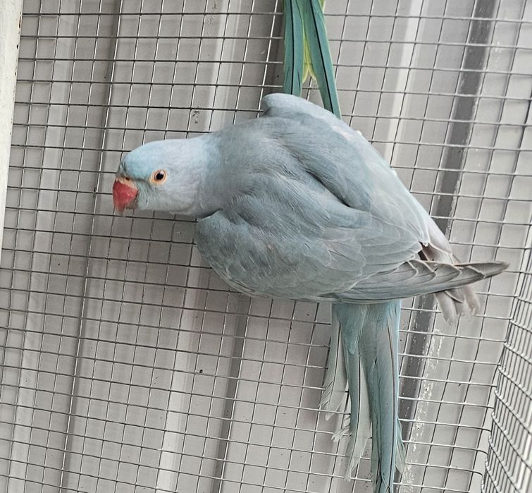 Ring neck azul canela portador cc.