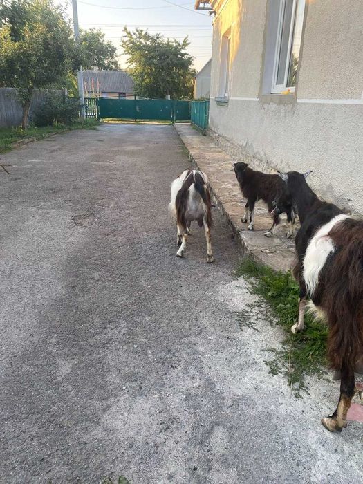 Продам козу ламанші з заананською