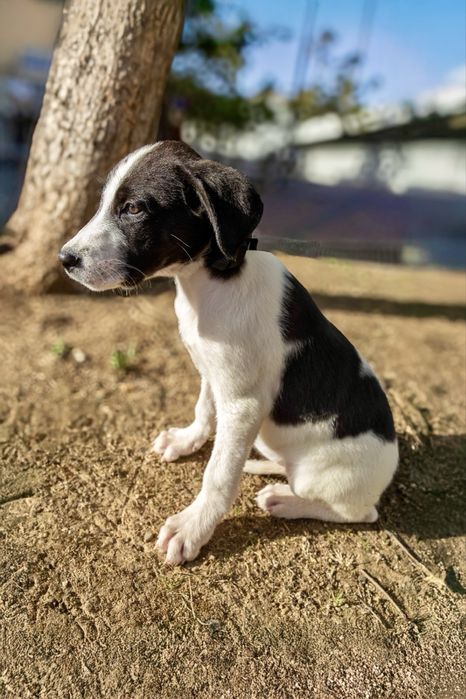 Cadelas bebés para adoção responsável