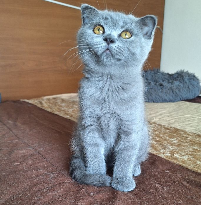 scottish fold fêmea