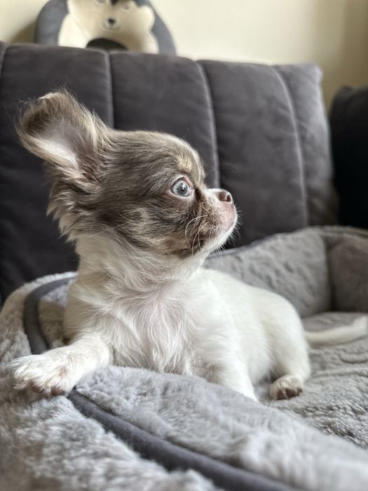 Dziewczyna  Chihuahua