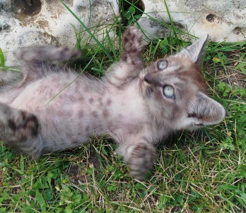 Віддамо кошеня в добрі руки!