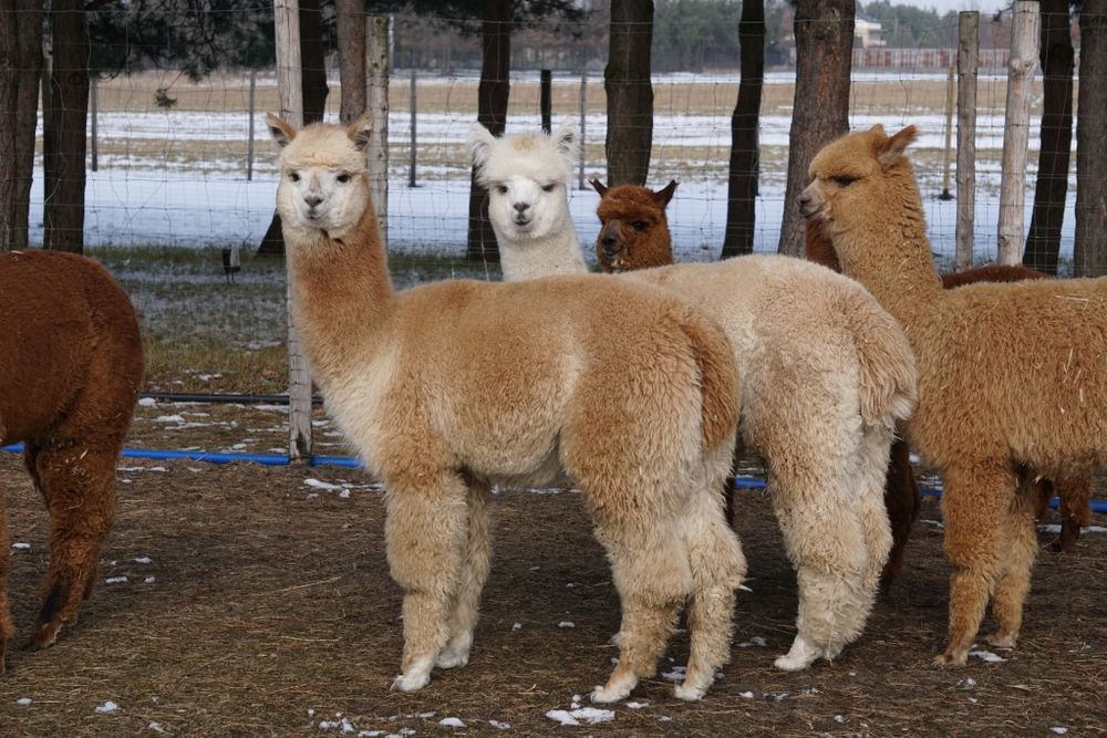 Alpaki młode samce Hodowla Monalpi alpaka farm