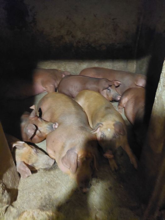 Продам домашні свині великі дюрки.