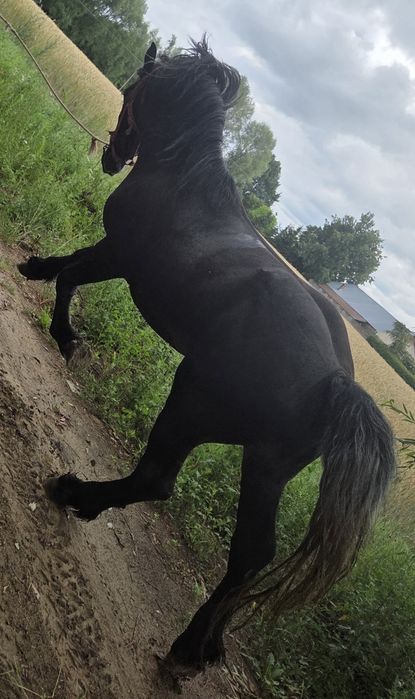 Konie ogiera źrebaki zimnokrwiste