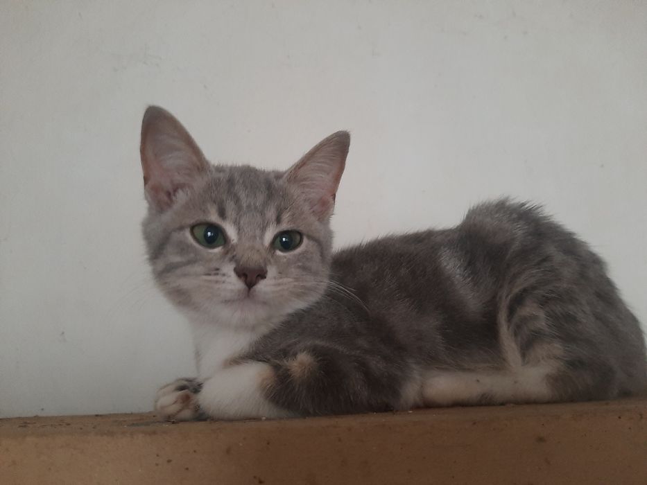 Отдам в хорошие руки. Бесплатно