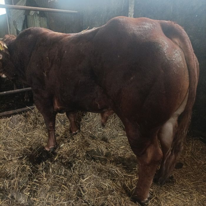 Sprzedam Hodowlane Byki Limousine