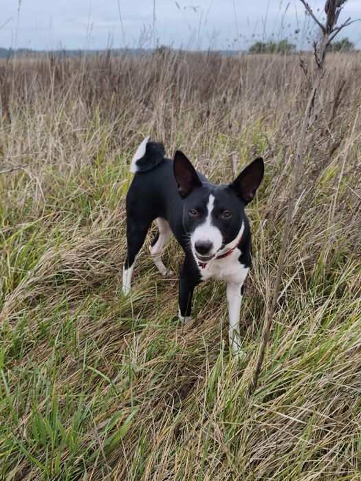 Чорно-біла дівчинка басенджі