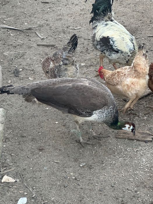 Vendo Pavões coloridos