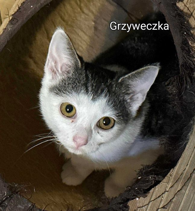 GRZYWECZKA – urocza koteczka  szuka domku