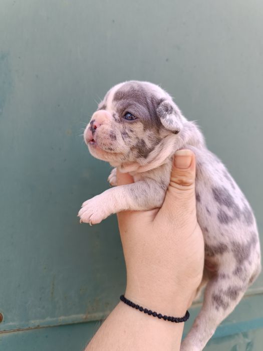 Француженки і французи високої якості цуценята