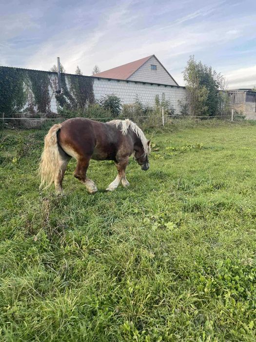 Ogier sokolski programowy