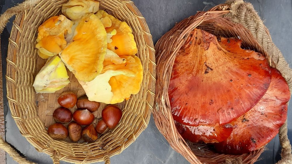 Produtos biológicos: diospiros, maçã, abóbora menina, chuchu,citrinos, cogumelos silvestres...