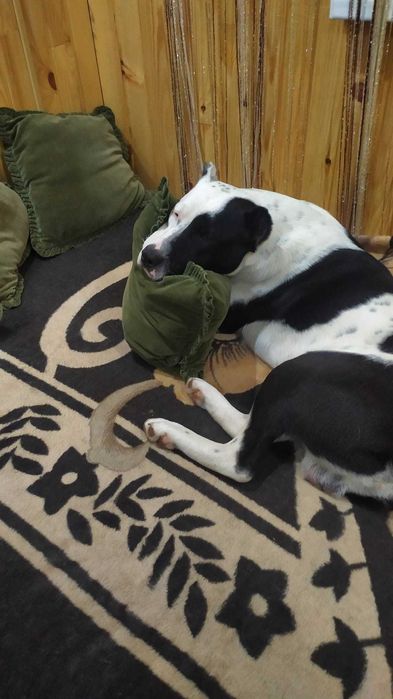 Підбуль для в'язки !!!