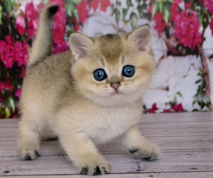 Котятки золотые зеленоглазые шиншиллы