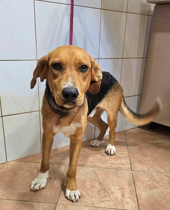 beagle do adopcji