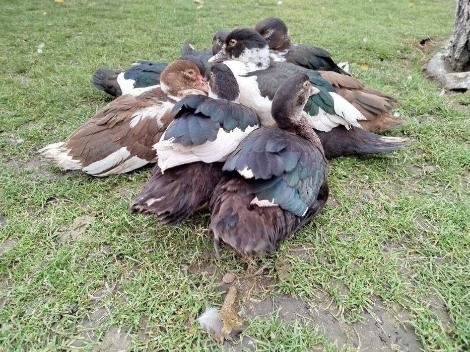 Індокачка, мускусні качки, качур