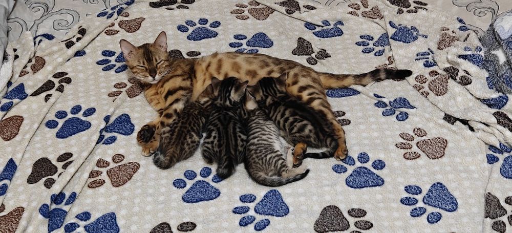 Бенгальские котята