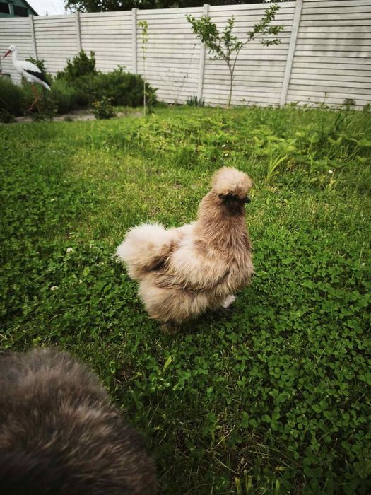 Продам інкубаційне яйце курей породи Китайські Шовкові
