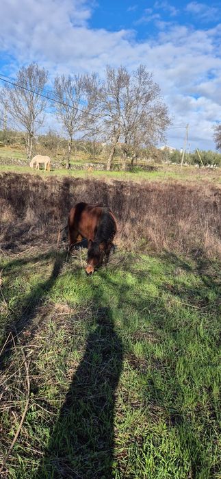 Ponei manso aceito trocas
