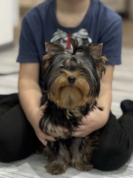 Йоркширский терьер