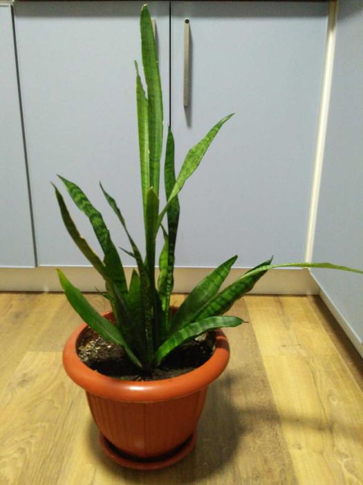 Продам цветок тещин язык