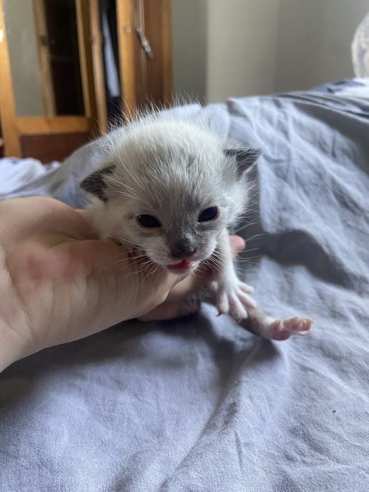 5 Gatinhos à Procura de um Lar Amoroso