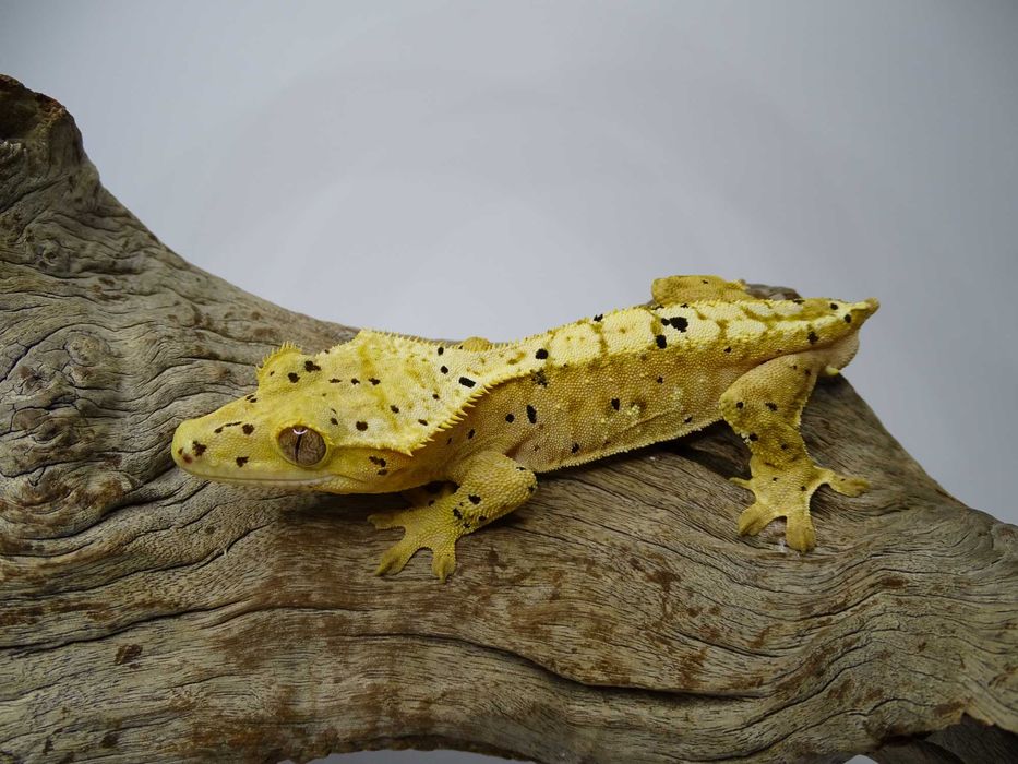 Gekon Orzęsiony samiec Dalmatian