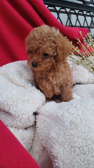 Найлюбиміша мальтіпу Ф1