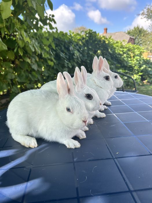 Miniaturki typu rex samiczki