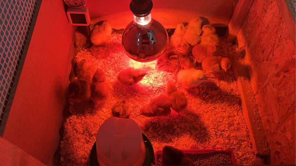 VEVOR Incubadora de ovos com Viragem automática para 48 ovos