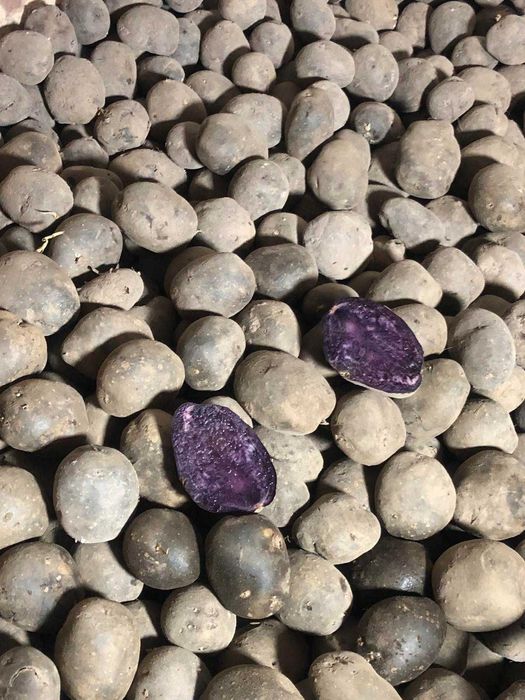 Продам картоплю "СОЛОХА"